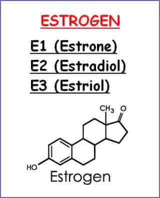 Estrogen tiếp xúc với các tế bào trong nhiều loại mô trong cơ thể.